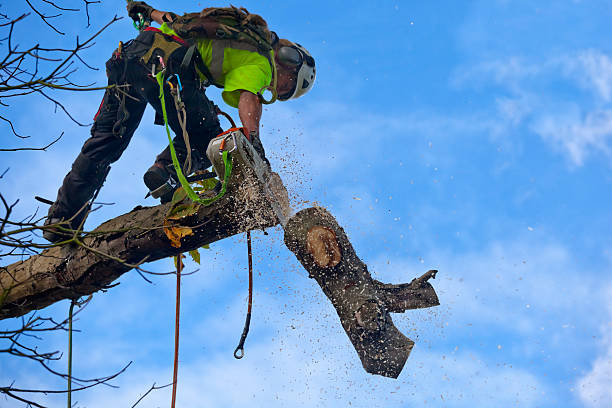 How Our Tree Care Process Works  in  Clancy, MT