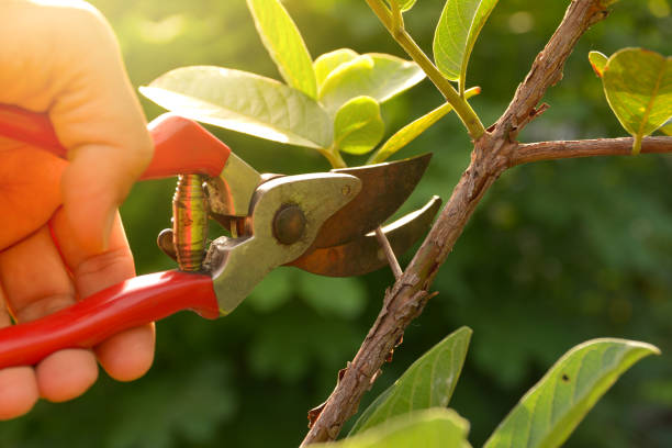 Reliable Clancy, MT Tree Removal Services Solutions